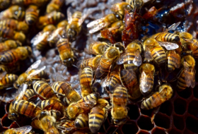 7 bee species have been added to the US endangered species list 